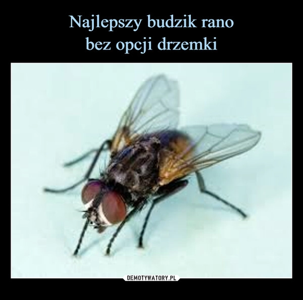 
    Najlepszy budzik rano
bez opcji drzemki