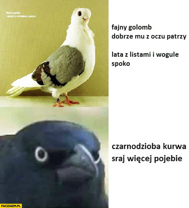 
    Fajny gołąb, dobrze mu z oczu patrzy, lata z listami i w ogóle. Spoko czarnodzioba, kurna sraj więcej debilu