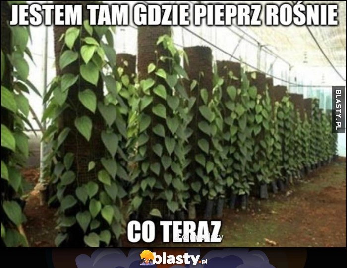 
    Jestem tam gdzie pieprz rośnie, co teraz?