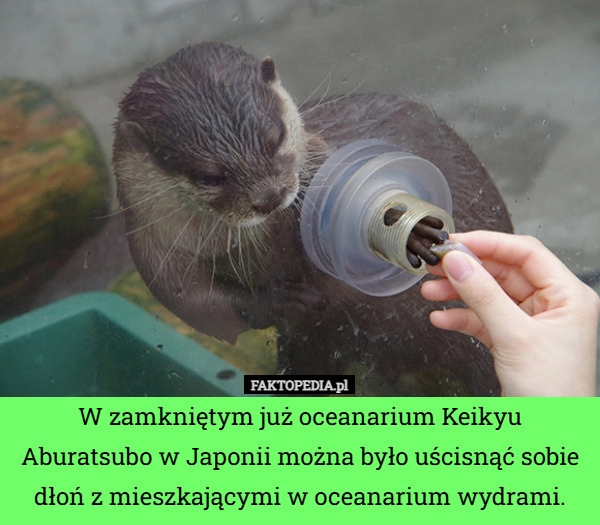 
    W zamkniętym już oceanarium Keikyu Aburatsubo w Japonii można było uścisnąć