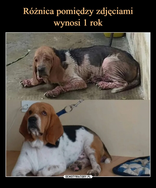 
    Różnica pomiędzy zdjęciami
wynosi 1 rok