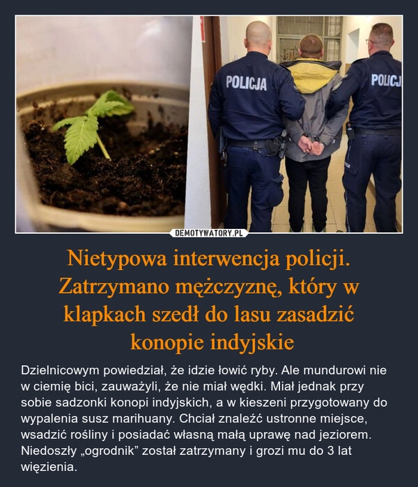 
    Nietypowa interwencja policji. Zatrzymano mężczyznę, który w klapkach szedł do lasu zasadzić
 konopie indyjskie