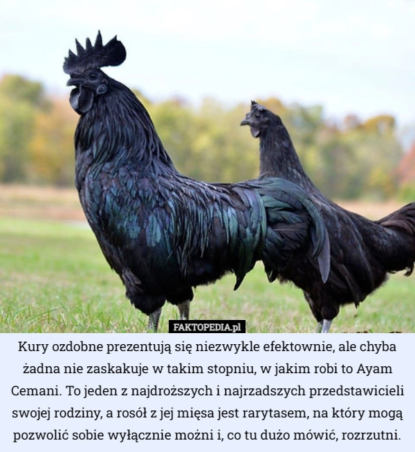 
    Kury ozdobne prezentują się niezwykle efektownie, ale chyba żadna nie zaskakuje...