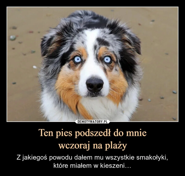 
    Ten pies podszedł do mnie
wczoraj na plaży