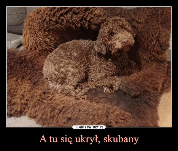 
    
A tu się ukrył, skubany 