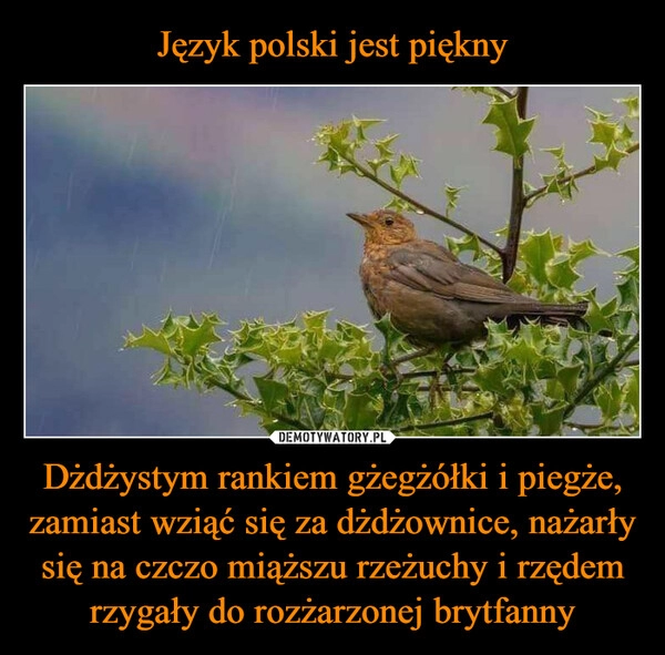 
    Język polski jest piękny Dżdżystym rankiem gżegżółki i piegże, zamiast wziąć się za dżdżownice, nażarły się na czczo miąższu rzeżuchy i rzędem rzygały do rozżarzonej brytfanny