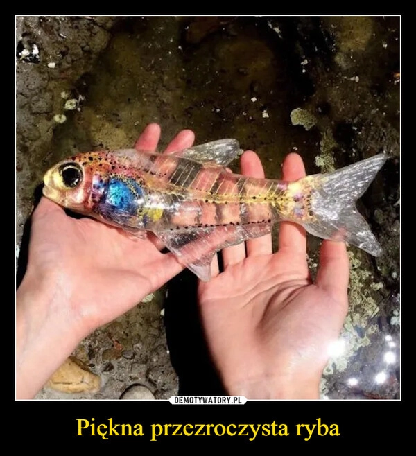 
    Piękna przezroczysta ryba