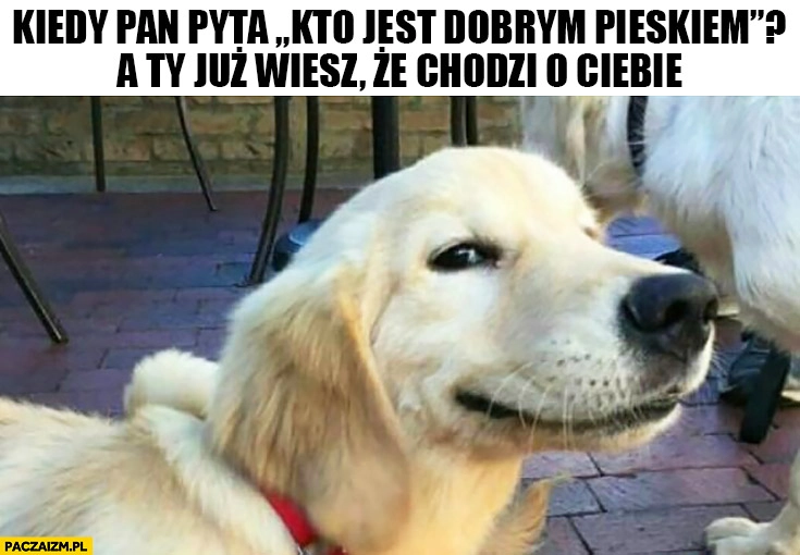 
    Kiedy pan pyta kto jest dobrym pieskiem a Ty już wiesz ze chodzi o Ciebie