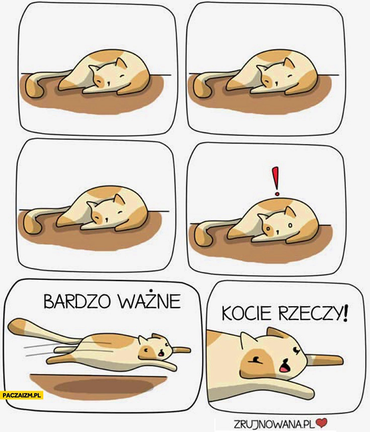 
    Kot śpi bardzo ważne kocie rzeczy