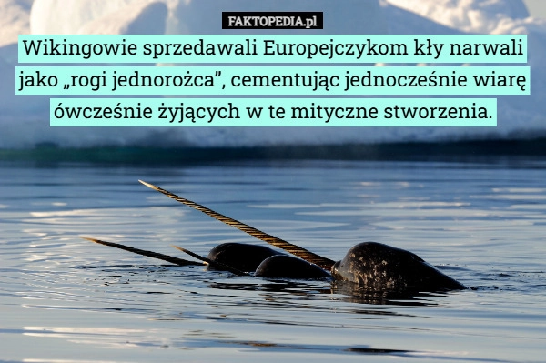 
    Wikingowie sprzedawali Europejczykom kły narwali jako „rogi jednorożca”...