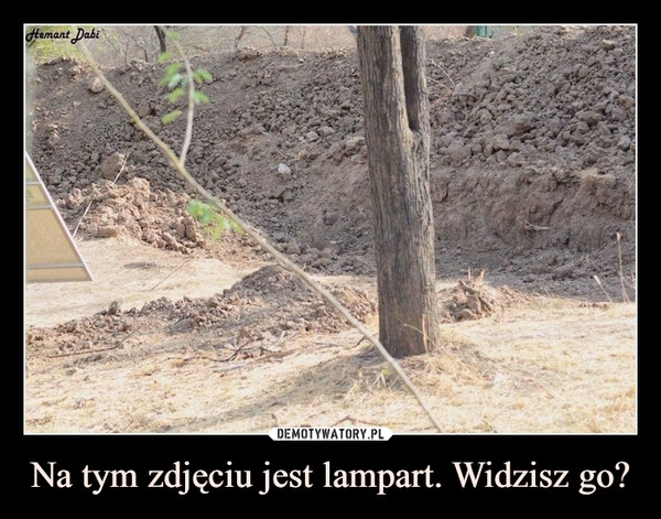 
    Na tym zdjęciu jest lampart. Widzisz go?