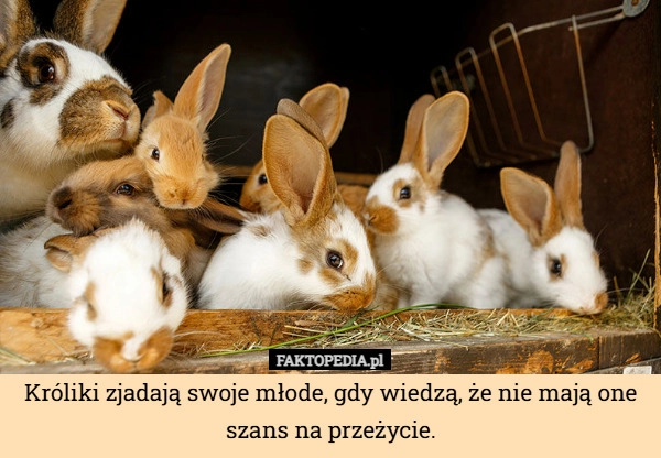 
    Króliki zjadają swoje młode, gdy wiedzą, że nie mają one szans na przeżycie.