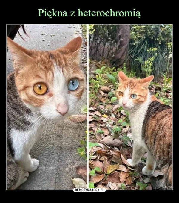 
    Piękna z heterochromią