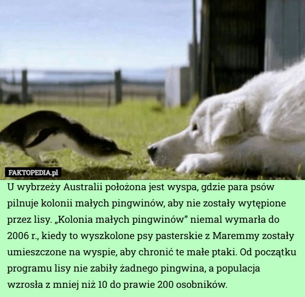 
    U wybrzeży Australii położona jest wyspa, gdzie para psów pilnuje kolonii