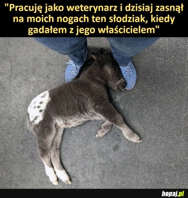 
    Słodziak się zmęczył