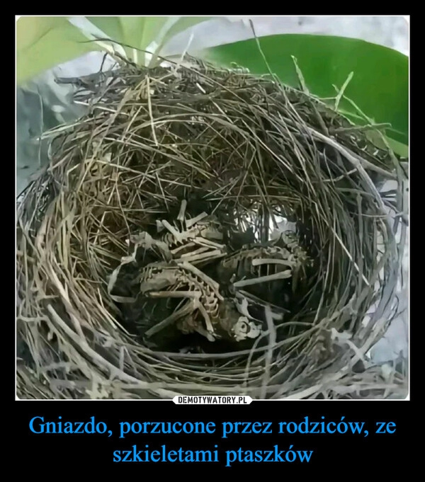 
    Gniazdo, porzucone przez rodziców, ze szkieletami ptaszków