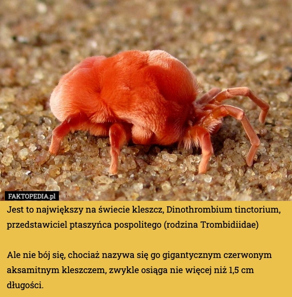 
    Jest to największy na świecie kleszcz, Dinothrombium tinctorium, przedstawiciel