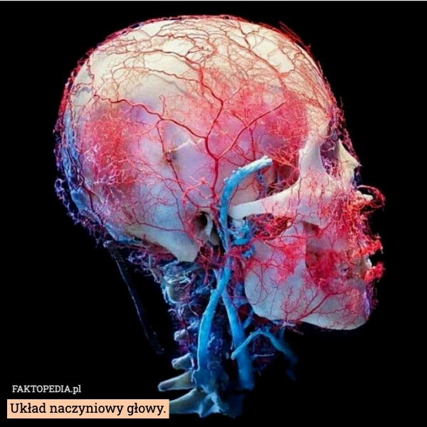 
    Układ naczyniowy głowy.