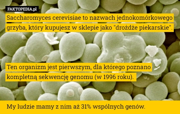 
    Saccharomyces cerevisiae to nazwach jednokomórkowego grzyba, który kupujesz