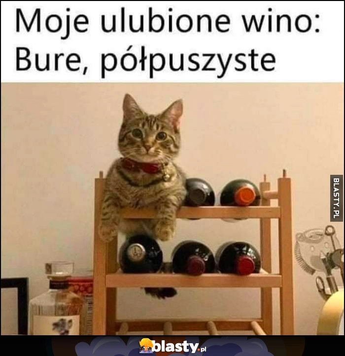 
    Moje ulubione wino: bure, półpuszyste kot kotek