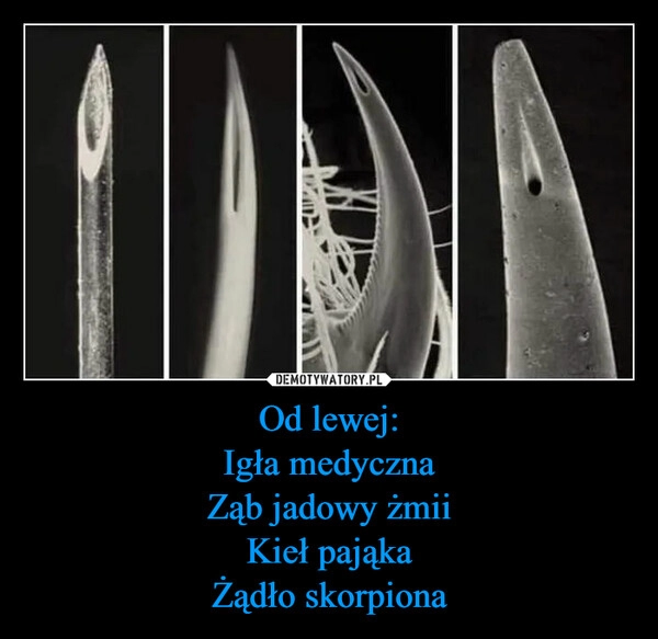 
    Od lewej:
Igła medyczna
Ząb jadowy żmii
Kieł pająka
Żądło skorpiona