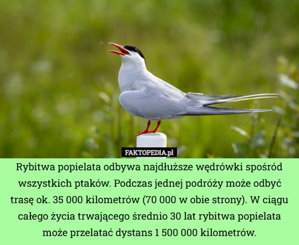 
    Rybitwa popielata odbywa najdłuższe wędrówki spośród wszystkich ptaków.