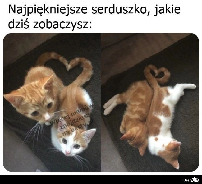 
    Jak słodko! 