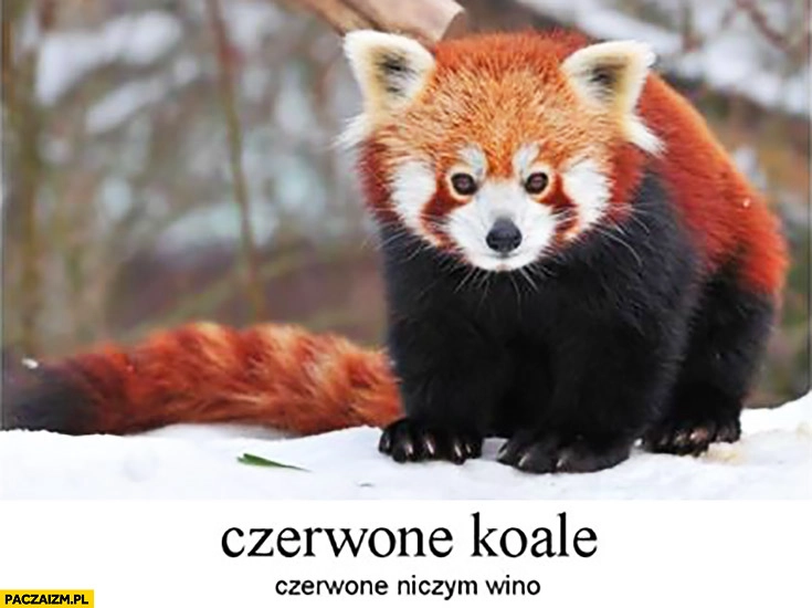 
    Czerwone koale, czerwone niczym wino