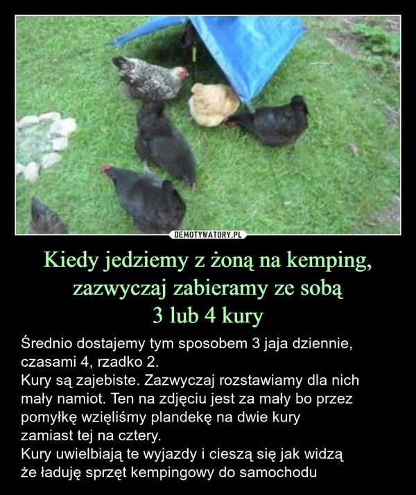 
    Kiedy jedziemy z żoną na kemping, zazwyczaj zabieramy ze sobą
3 lub 4 kury