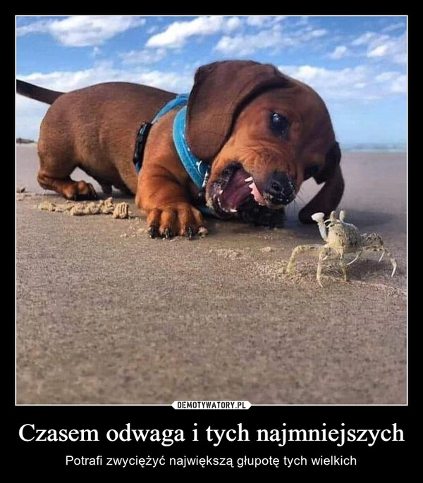 
    Czasem odwaga i tych najmniejszych