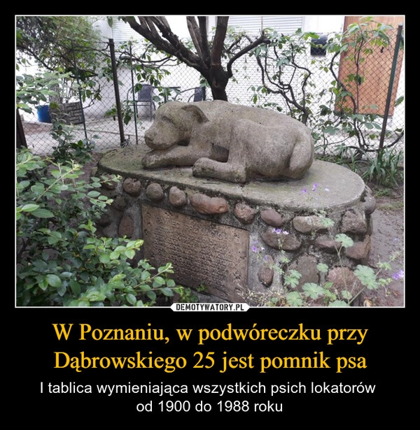 
    W Poznaniu, w podwóreczku przy Dąbrowskiego 25 jest pomnik psa