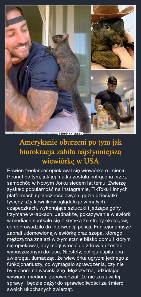 
    Amerykanie oburzeni po tym jak biurokracja zabiła najsłynniejszą wiewiórkę w USA