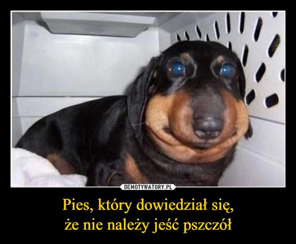 
    Pies, który dowiedział się,
że nie należy jeść pszczół