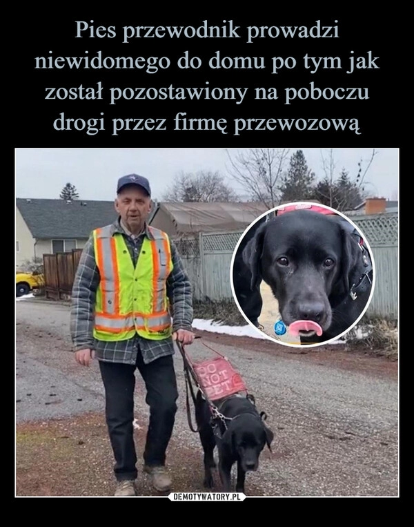 
    Pies przewodnik prowadzi niewidomego do domu po tym jak został pozostawiony na poboczu drogi przez firmę przewozową