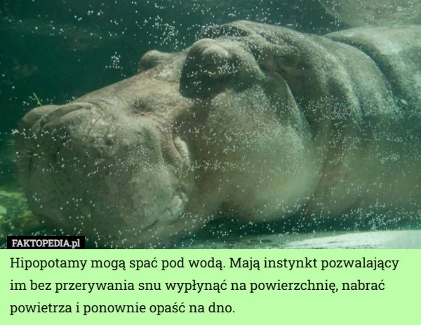 
    Hipopotamy mogą spać pod wodą. Mają instynkt pozwalający im bez przerywania...