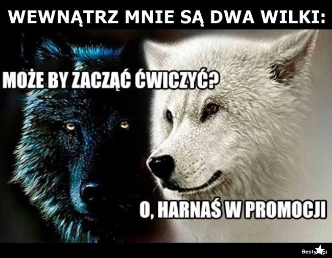 
    Dwa wilki 