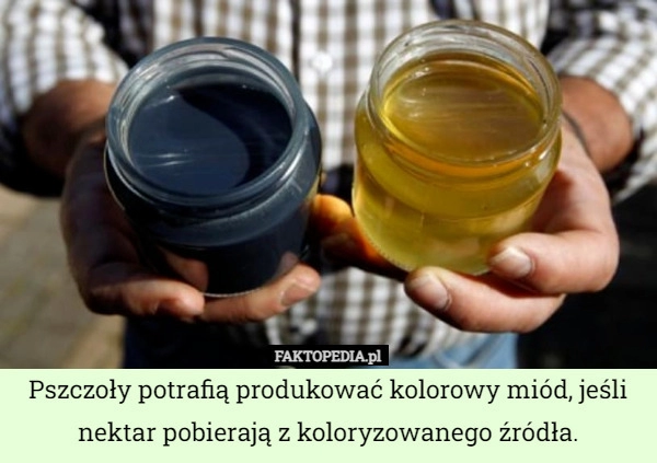 
    Pszczoły potrafią produkować kolorowy miód, jeśli nektar pobierają z koloryzowanego