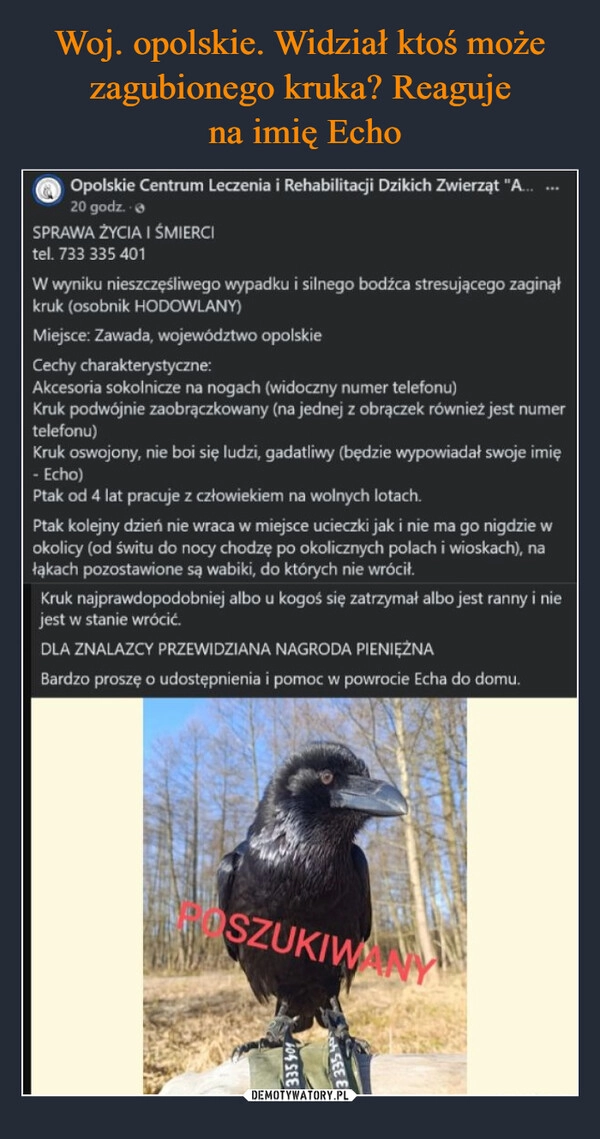 
    Woj. opolskie. Widział ktoś może zagubionego kruka? Reaguje
 na imię Echo