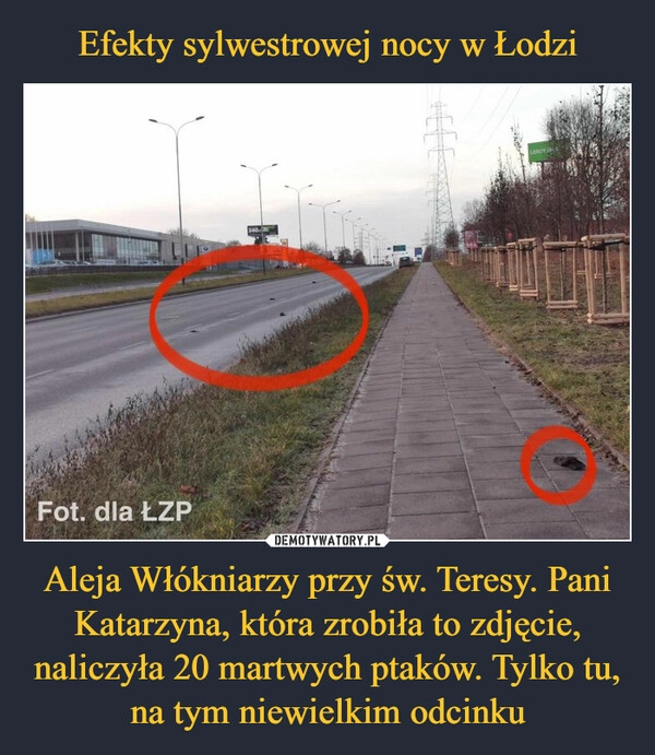 
    Efekty sylwestrowej nocy w Łodzi Aleja Włókniarzy przy św. Teresy. Pani Katarzyna, która zrobiła to zdjęcie, naliczyła 20 martwych ptaków. Tylko tu, na tym niewielkim odcinku 