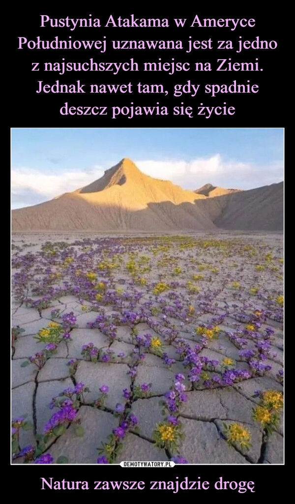 
    Pustynia Atakama w Ameryce Południowej uznawana jest za jedno z najsuchszych miejsc na Ziemi.
Jednak nawet tam, gdy spadnie deszcz pojawia się życie Natura zawsze znajdzie drogę