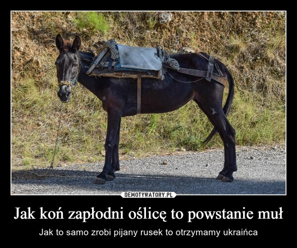 
    Jak koń zapłodni oślicę to powstanie muł