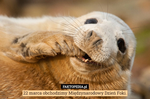 
    22 marca obchodzimy Międzynarodowy Dzień Foki.