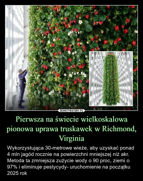 
    Pierwsza na świecie wielkoskalowa
pionowa uprawa truskawek w Richmond,
Virginia