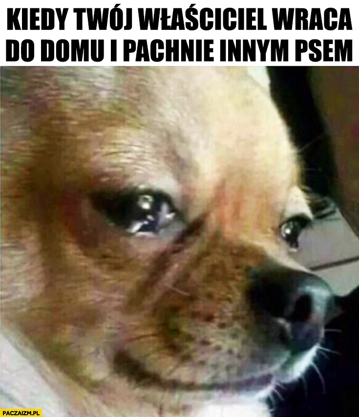 
    Kiedy Twój właściciel wraca do domu i pachnie innym psem