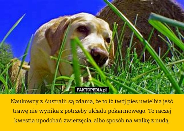 
    Naukowcy z Australii są zdania, że to iż twój pies uwielbia jeść trawę nie