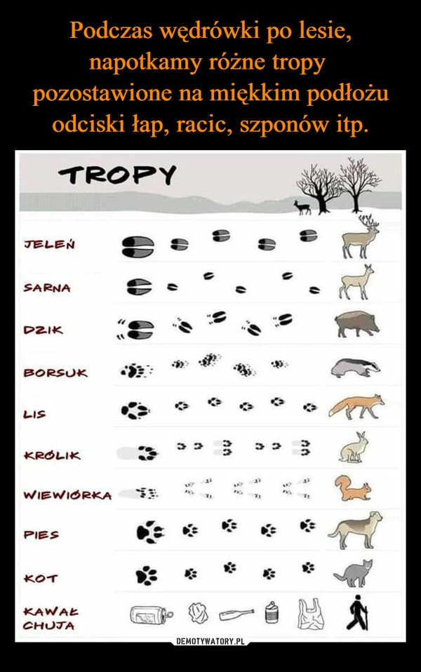 
    
Podczas wędrówki po lesie, napotkamy różne tropy pozostawione na miękkim podłożu odciski łap, racic, szponów itp. 