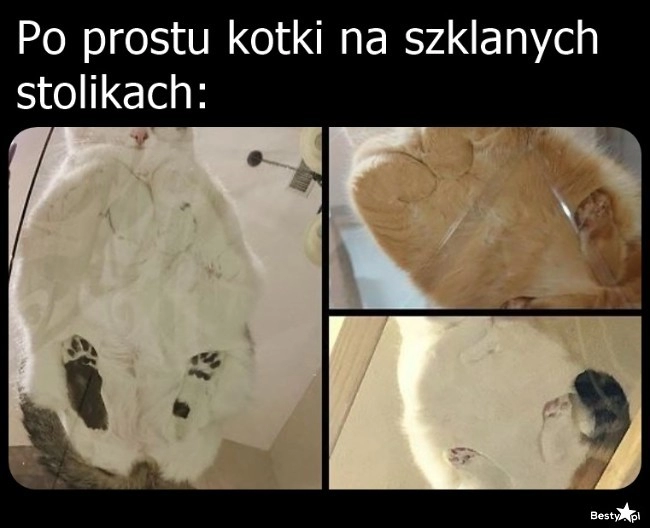 
    Kotki od spodu 