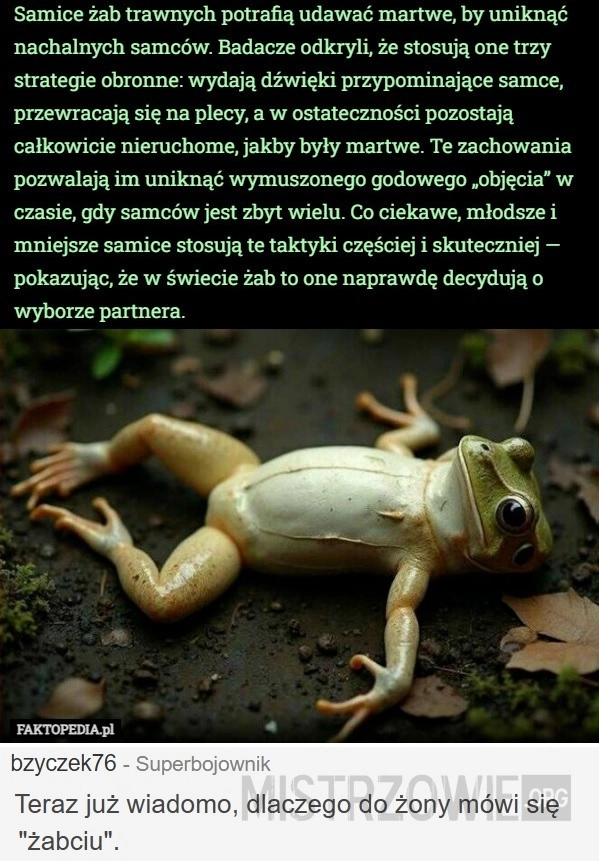 
    Samice żab