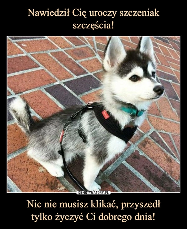 
    Nawiedził Cię uroczy szczeniak szczęścia! Nic nie musisz klikać, przyszedł
tylko życzyć Ci dobrego dnia!