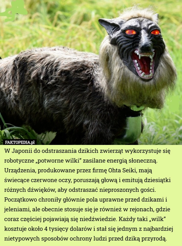 
    W Japonii do odstraszania dzikich zwierząt wykorzystuje się robotyczne...